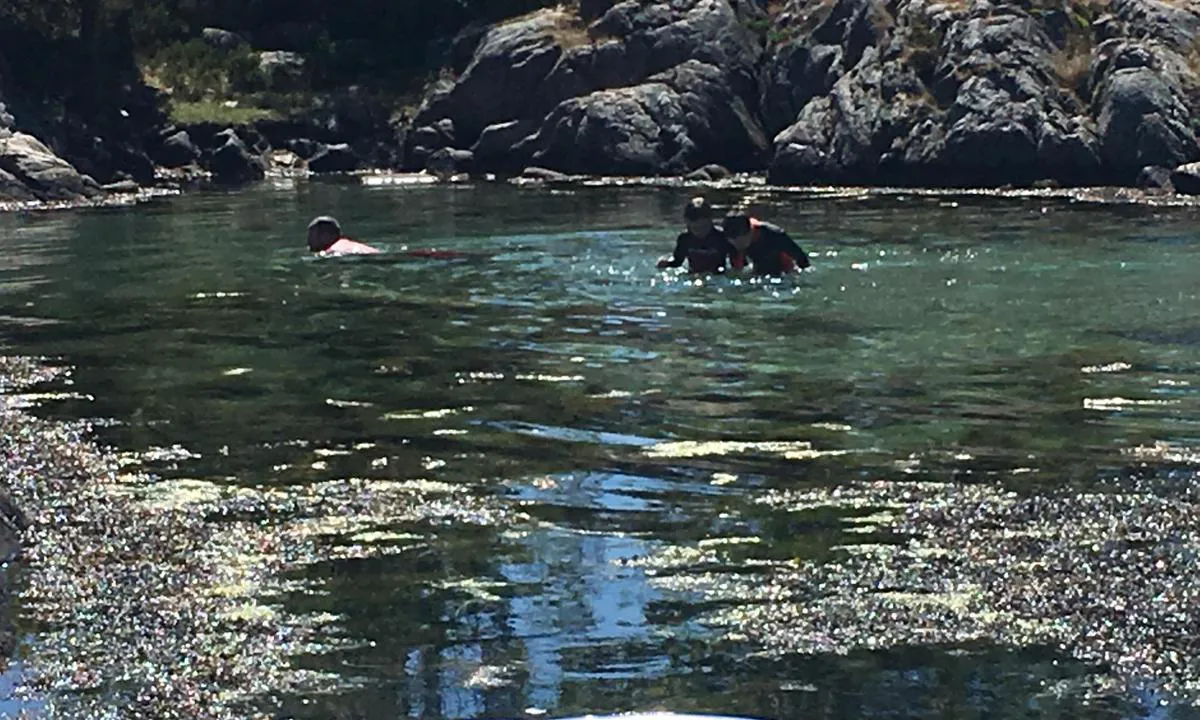 Åløya: Flott liten strand med en god badeplass med mye eremittkreps, reker og sandkrabber.