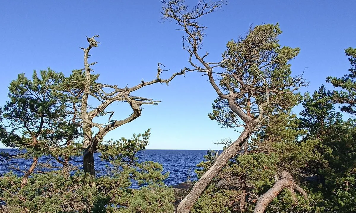 Djurö (N) Malbergshamn - SXK Vänerkretsen bouy: Utsikt mot NV. Vindpinade träd.