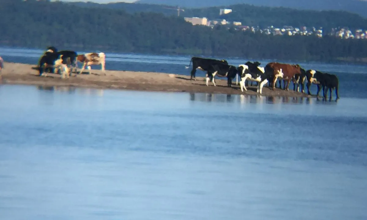 Nordspissen av Eldøya, mot Vestfold. Når badegjestene har reist, kommer beitedyra og rydder opp.