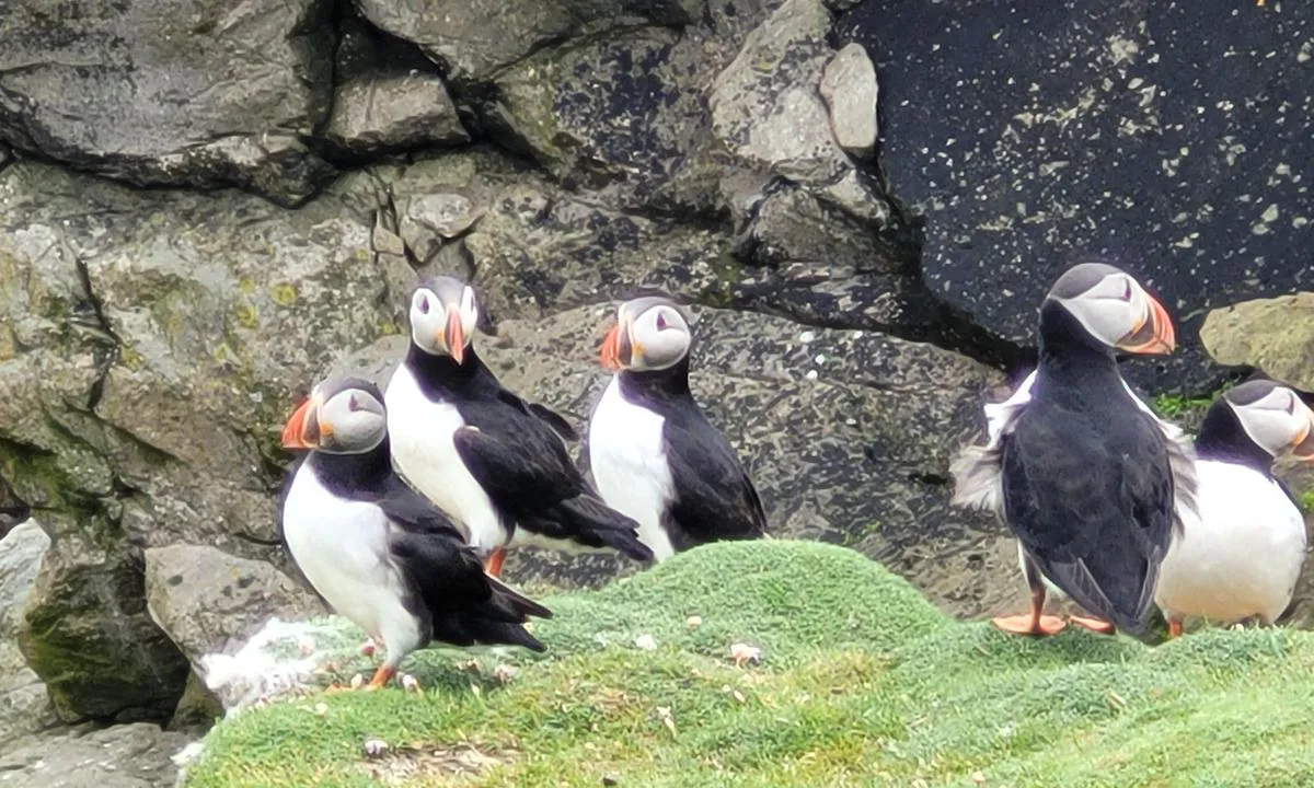 Fair Isle - Shetland