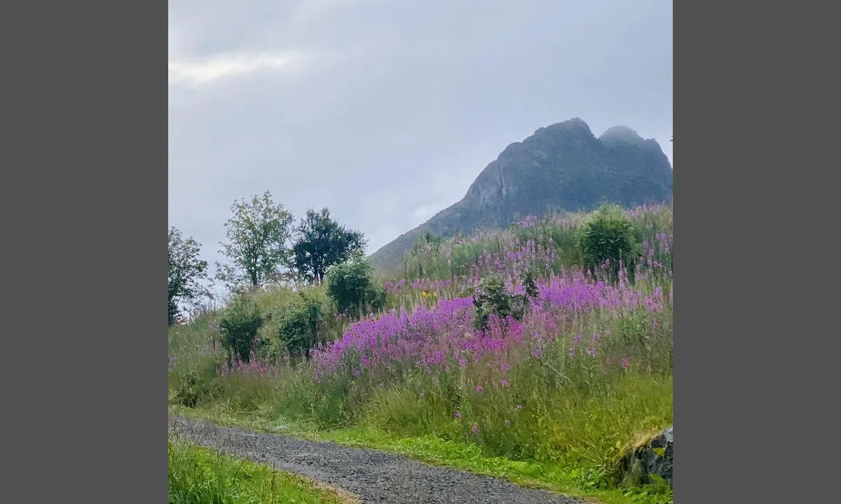 Fiskeværet Skipnes: Vakkert når gjeitramsen blomstrer.