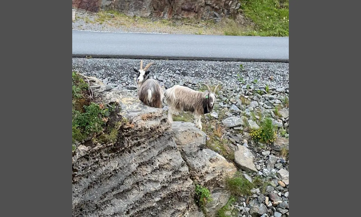 Gardsøya Gjestehavn