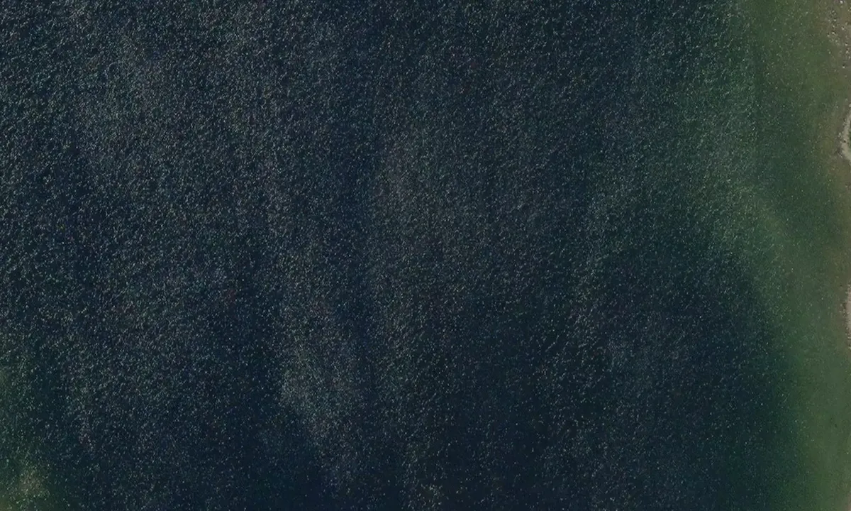 Satelite image of Gärdviken