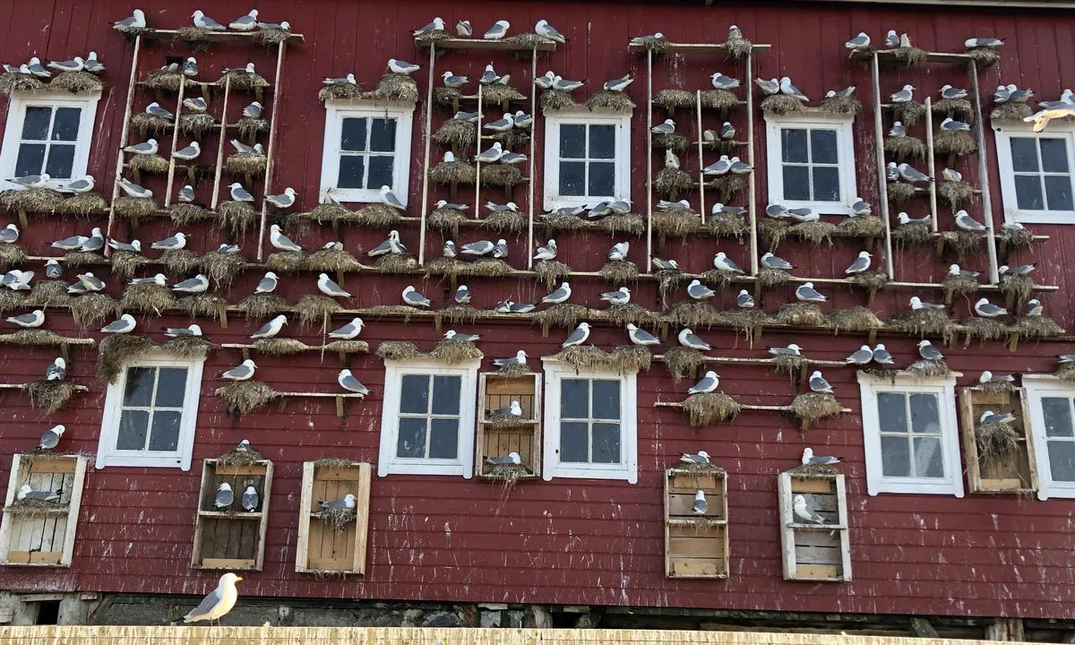 {"base": "no", "no": "Krykkja er en liten m\u00e5kefugl, og utbredelsen dens er sterkt nedadg\u00e5ende. Den liker seg n\u00e6rt bebygd str\u00f8k, og p\u00e5 Halten er det etablert en koloni p\u00e5 nordsiden av det r\u00f8de bryggeanlegget.", "se": "Kryckja \u00e4r en liten m\u00e5sf\u00e5gel, och dess utbredning minskar kraftigt. Den trivs n\u00e4ra bebyggda omr\u00e5den, och p\u00e5 Halten har det etablerats en koloni p\u00e5 norra sidan av den r\u00f6da brygganl\u00e4ggningen.", "en": "The kittiwake is a small gull, and its population is in severe decline. It likes to stay close to inhabited areas, and on Halten, a colony has been established on the north side of the red dock facility.", "da": "Krykkja er en lille m\u00e5gefugl, og dens udbredelse er st\u00e6rkt nedadg\u00e5ende. Den trives t\u00e6t p\u00e5 bebyggede omr\u00e5der, og p\u00e5 Halten er der etableret en koloni p\u00e5 nordsiden af det r\u00f8de broanl\u00e6g."}