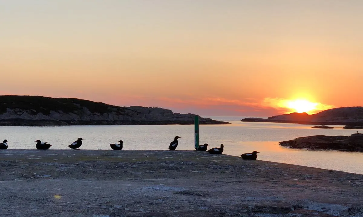 Halten: Ytterst på moloen ved gjestebrygga går sola vakkert ned i havet.