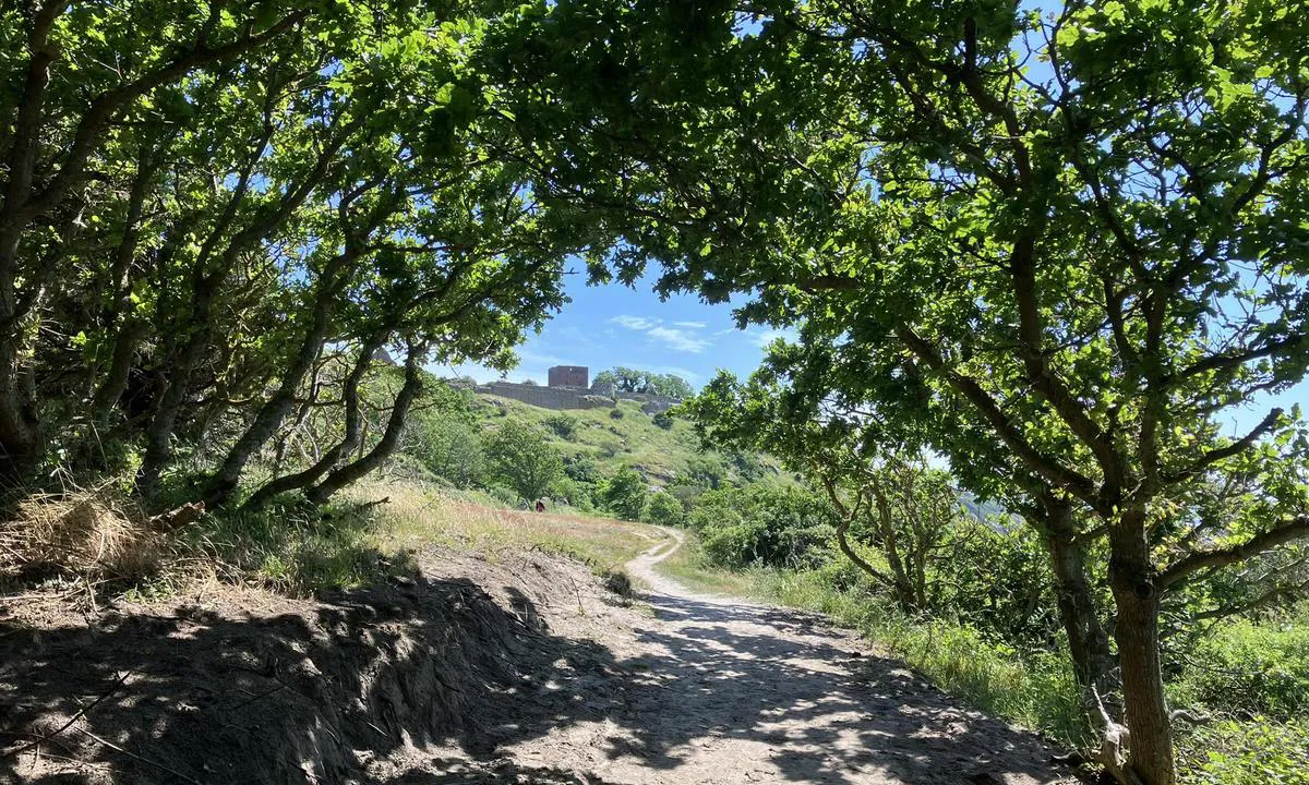 Hammerhavn - Allinge: {"base": "no", "no": "Flott turvei opp til Hammershus middelalderborg ruin.", "se": "Fin vandringsled upp till Hammershus medeltida borgsruin.", "en": "Great hiking path up to the Hammershus medieval castle ruin.", "da": "Flot vandresti op til Hammershus middelalderborg ruin."}