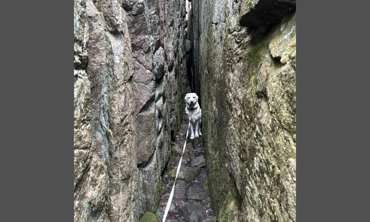 Havstenssund Gästhamn - GBM Marin: {"base": "no", "no": "Det er ikke plass til hund og eier i bredden gjennom kl\u00f8ften", "se": "Det finns inte plats f\u00f6r hund och \u00e4gare att g\u00e5 bredvid varandra genom klyftan", "en": "There is no room for both dog and owner side by side through the gorge", "da": "Der er ikke plads til hund og ejer i bredden gennem kl\u00f8ften"}
