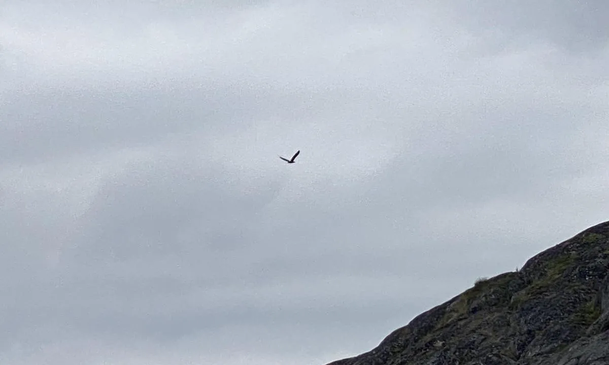 Husøya sør: {"base": "no", "no": "sy Blue Lady\r\nHav\u00f8rn par", "se": "sy Blue Lady <br> Hav\u00f8rn par", "en": "Blue Lady<br>Sea Eagle couple", "da": "sy Blue Lady\nHav\u00f8rn par"}