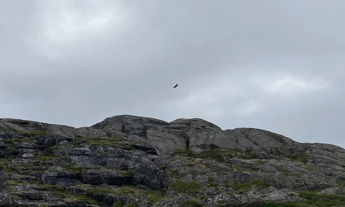 Husøya sør: {"base": "no", "no": "sy Blue Lady\r\nHav\u00f8rn par", "se": "sy Blue Lady\nHavs\u00f6rn par", "en": "sy Blue Lady\nSea Eagle couple", "da": "sy Blue Lady<br>Hav\u00f8rn par"}