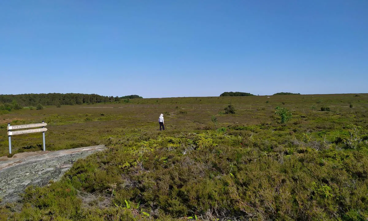 {"base": "en", "no": "Bushland ved Jurmo", "se": "Busklandskap p\u00e5 Jurmo", "en": "Bush land at Jurmo", "da": "Buskland ved Jurmo"}