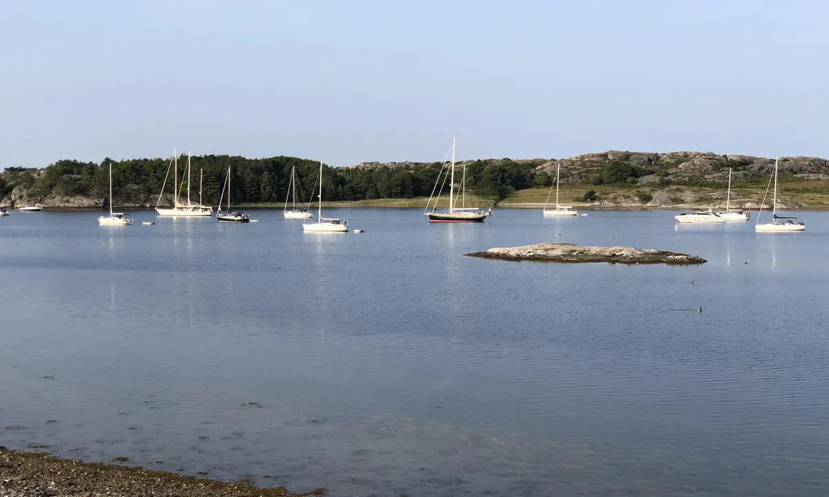 Vi talte 25 båter på svai i bukta ved Kalvön en tidlig morgen i juli. Bilde er tatt fra Killingen.