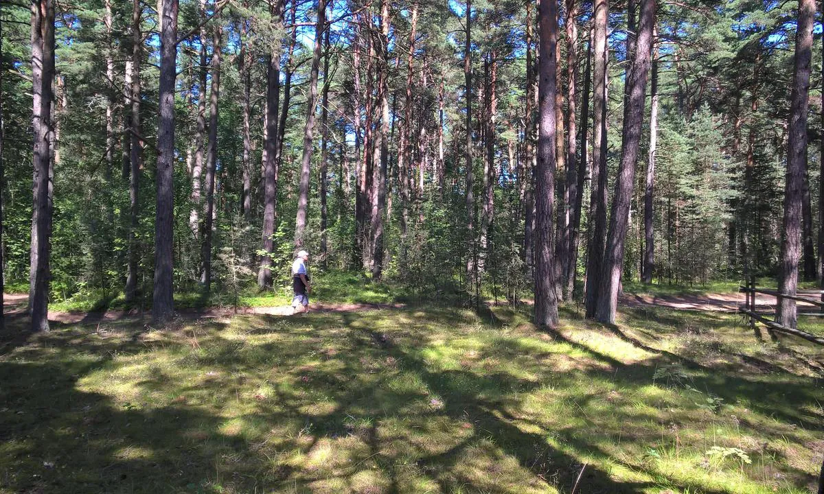 Kelnase Marina: Pine forest