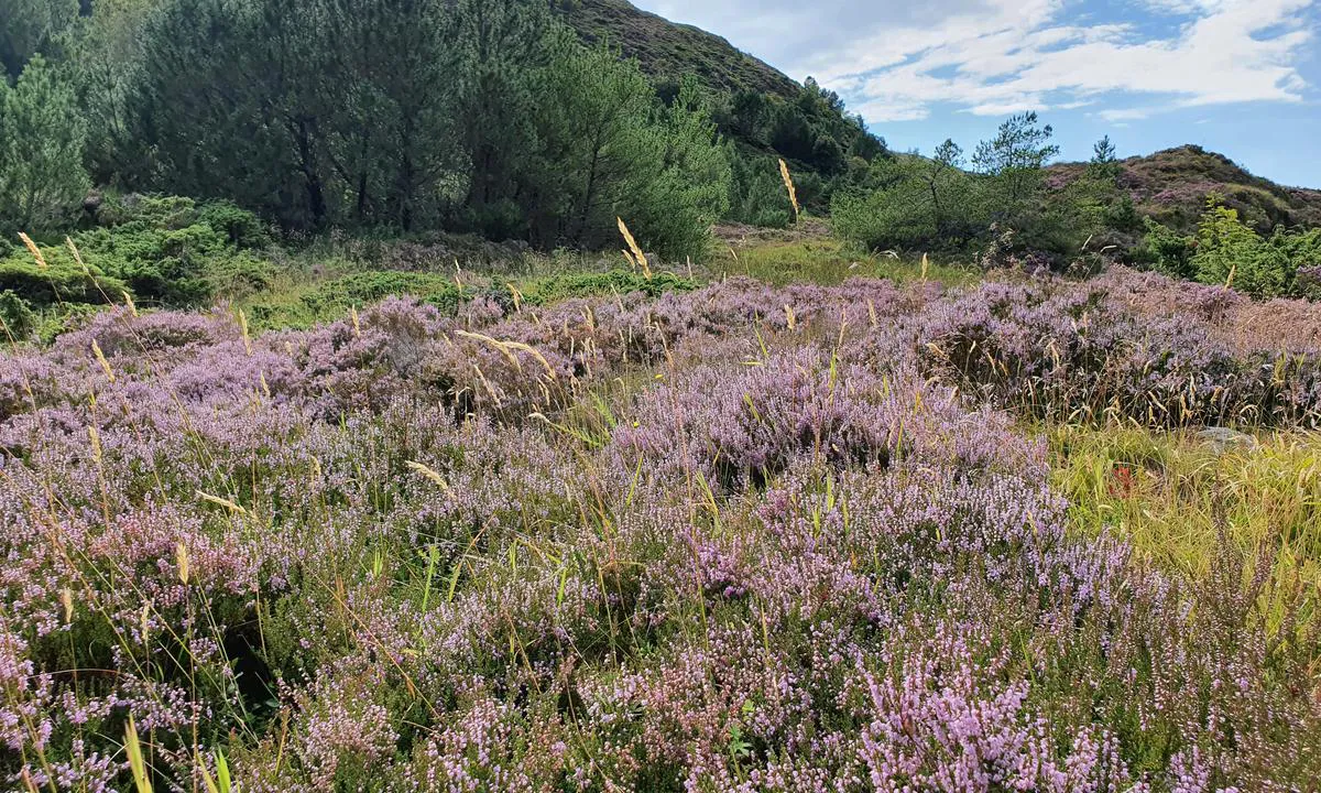 Selja - Klostervågen