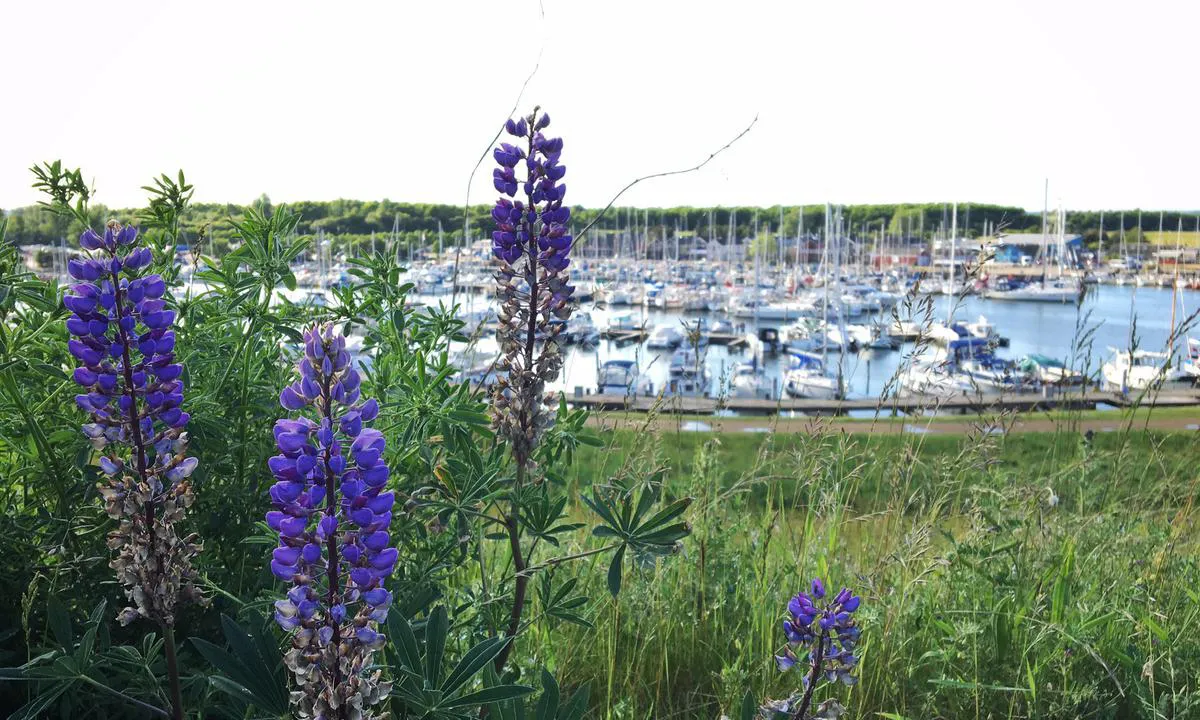 Køge Marina