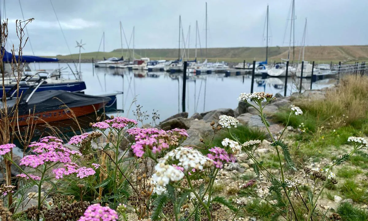 Køge Marina