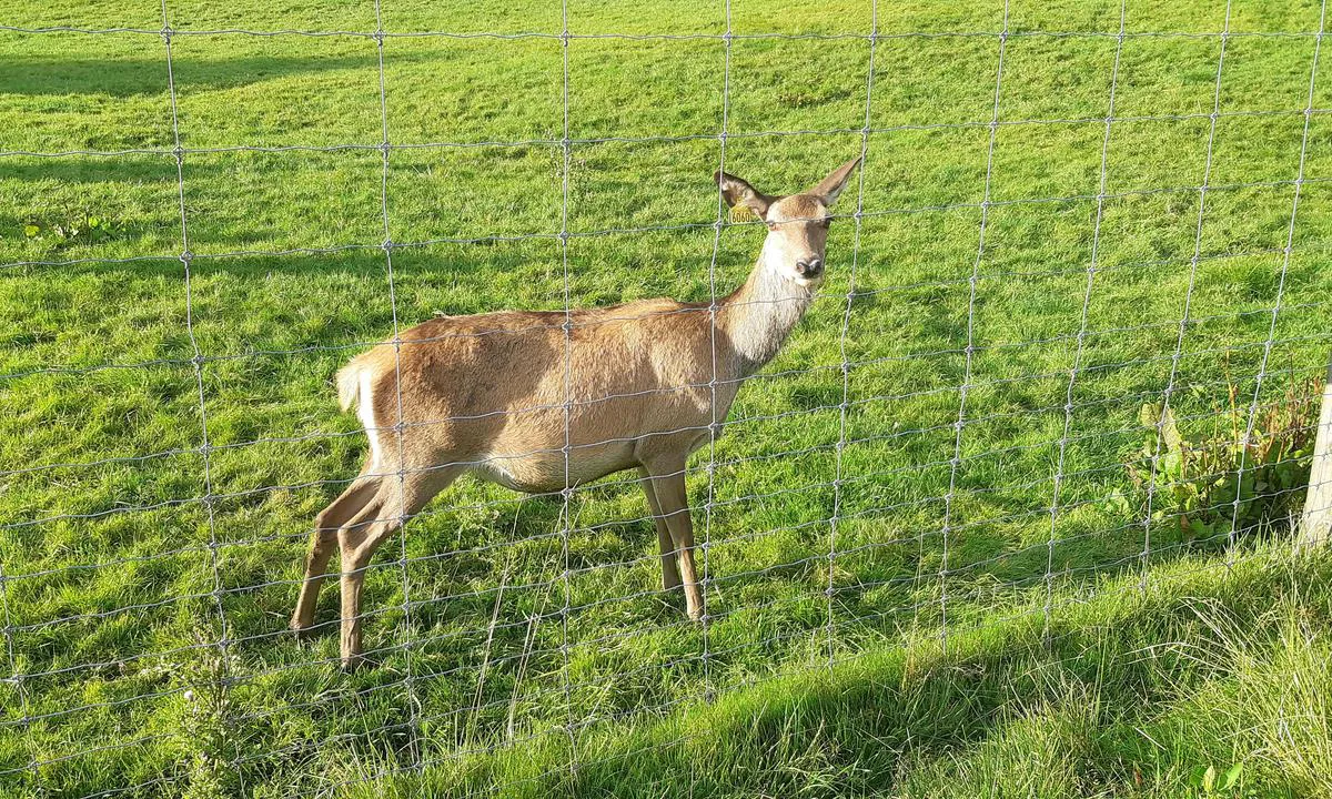 Kvalstad - Svanøy: {"base": "no", "no": "Nyskjerrig hjort.", "se": "Nyfiken hjort.", "en": "Curious deer.", "da": "Nysgerrig hjort."}