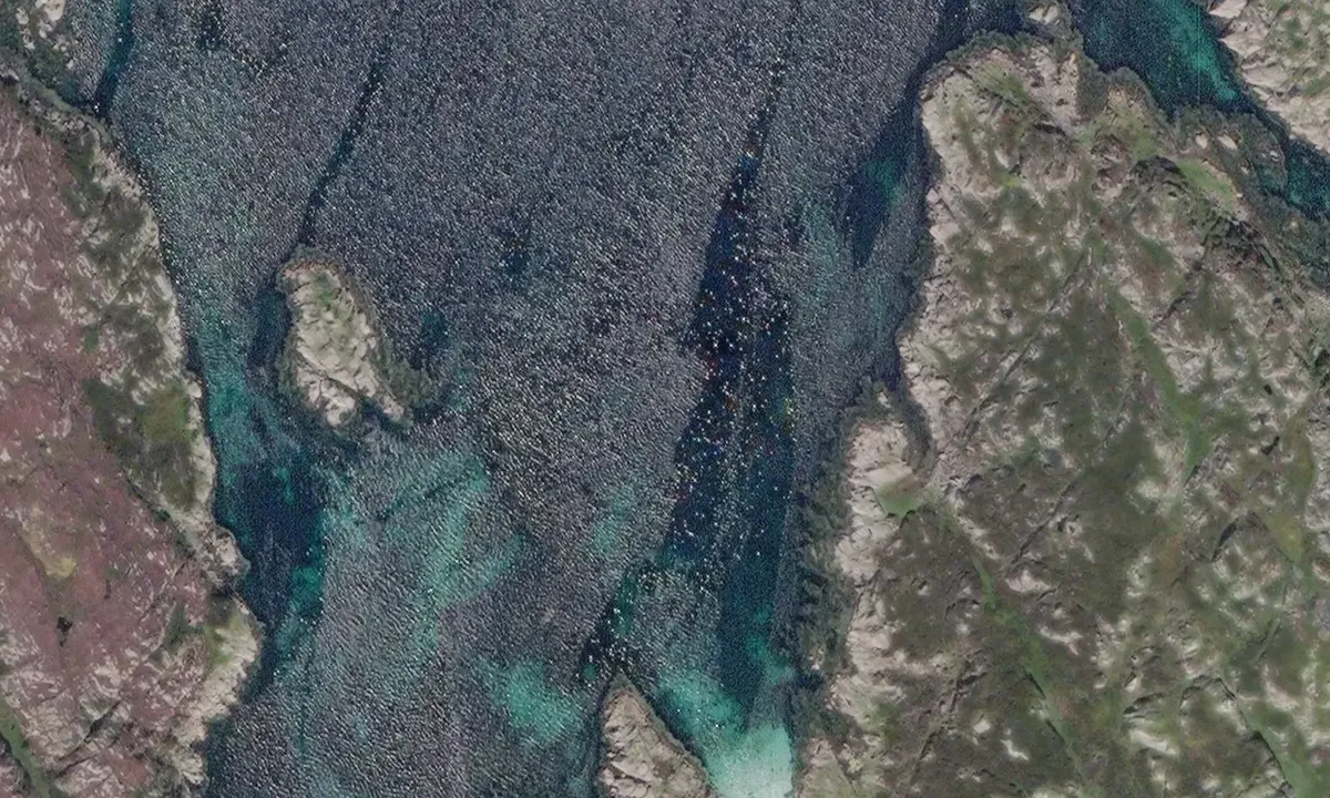 Satelite image of Litle Risøya