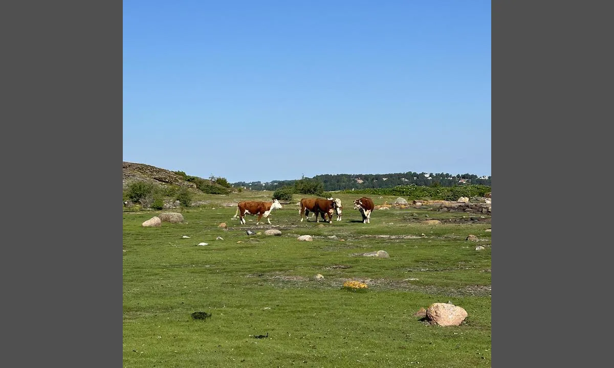 Masseløy: {"base": "no", "no": "Kuer p\u00e5 sommerbeite.", "se": "Kor p\u00e5 sommarbete.", "en": "Cows on summer pasture.", "da": "K\u00f8er p\u00e5 sommergr\u00e6s."}