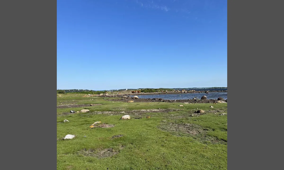 Masseløy