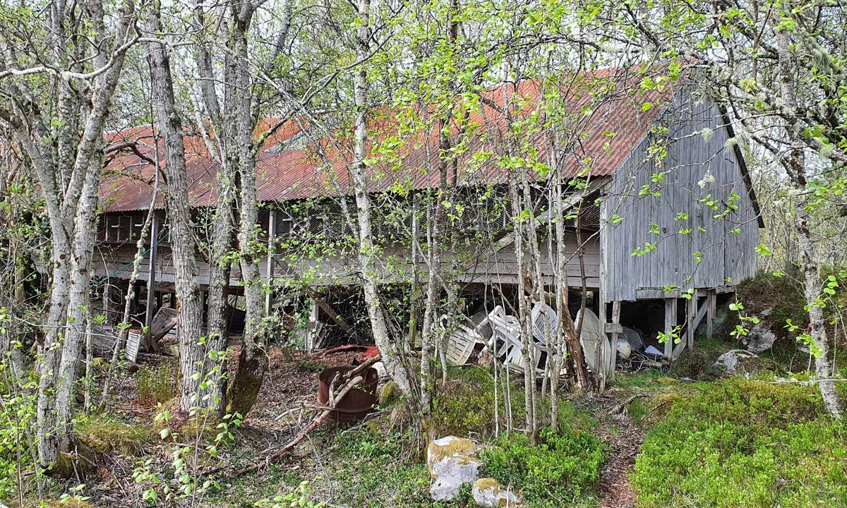 Mauren naturhavn: {"base": "no", "no": "Restene av en mink, eller revefarm.", "se": "Resterna av en mink eller r\u00e4vfarm.", "en": "The remnants of a mink or fox farm.", "da": "Resterne af en mink- eller r\u00e6vefarm."}