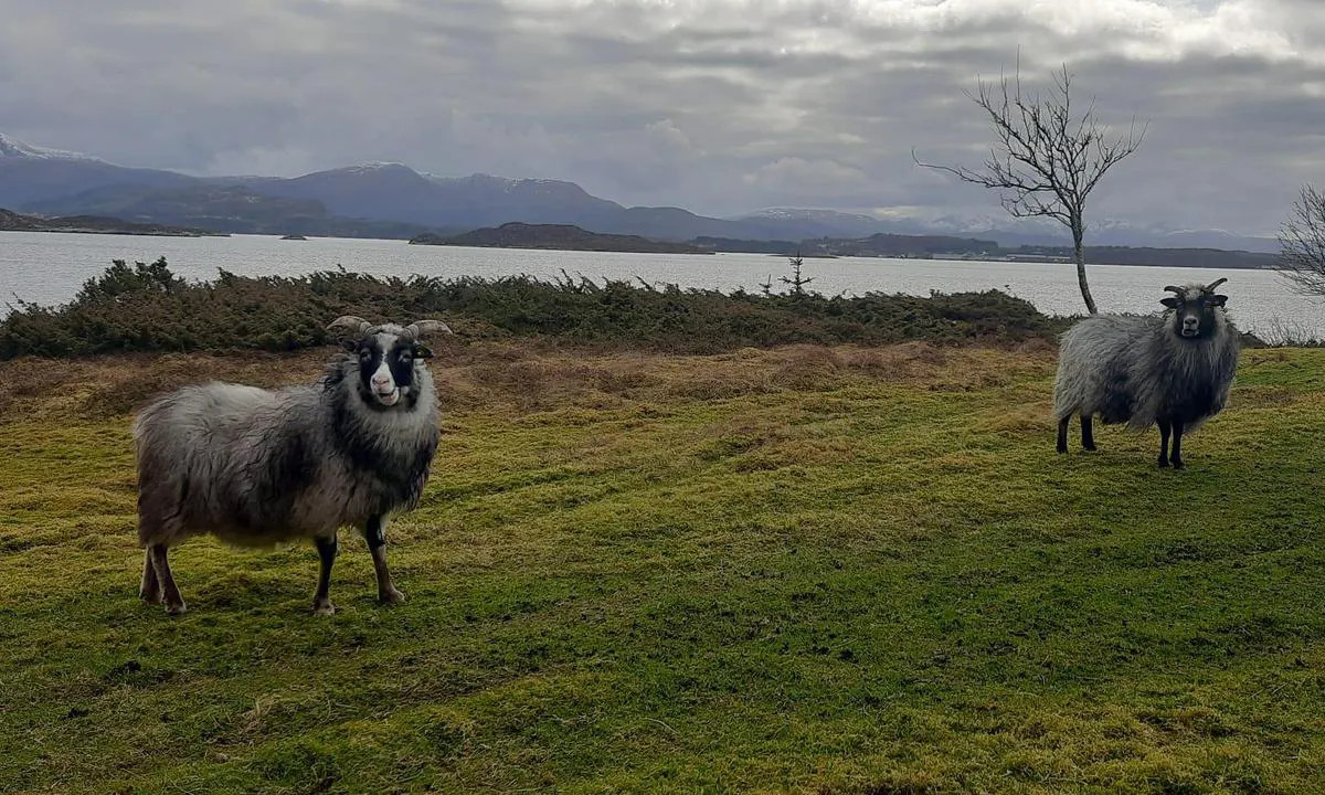 N-Ramsøy