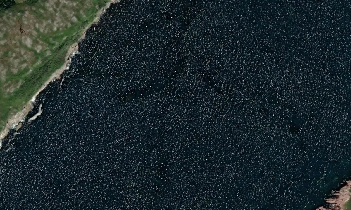 Satelite image of Petites Outport (abandoned)