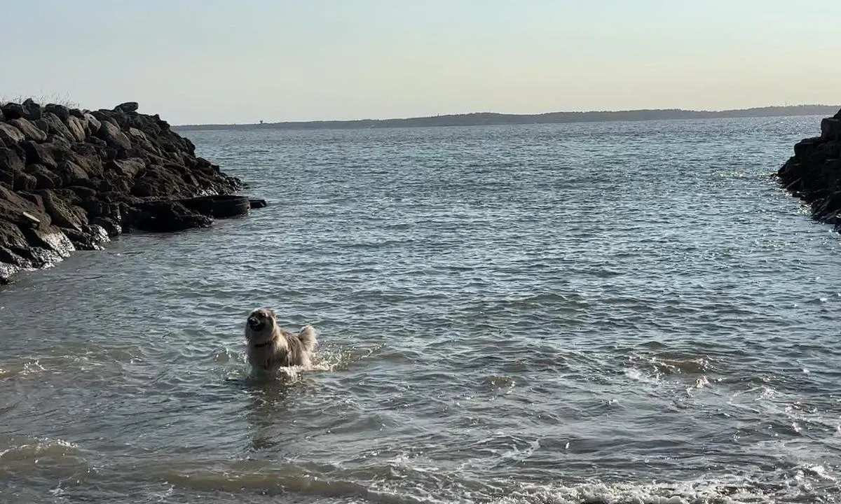 Port Medoc: {"base": "se", "no": "Plass for \u00e5 bade hunden", "se": "Plats f\u00f6r att bada hunden", "en": "Place to bathe the dog", "da": "Plads for at bade hunden", "fr": "Lieu pour baigner le chien", "de": "Ort zum Hundebaden", "es": "Lugar para ba\u00f1ar al perro", "it": "Luogo per fare il bagno al cane", "pt": "Local para banho de c\u00e3es", "nl": "Plaats om de hond te laten zwemmen", "pl": "Miejsce do k\u0105pania psa", "uk": "\u041c\u0456\u0441\u0446\u0435 \u0434\u043b\u044f \u043a\u0443\u043f\u0430\u043d\u043d\u044f \u0441\u043e\u0431\u0430\u043a\u0438", "ro": "Loc pentru a sc\u0103lda c\u00e2inele", "tr": "K\u00f6pe\u011finizi y\u00fczd\u00fcrece\u011finiz yer", "el": "\u03a4\u03bf\u03c0\u03bf\u03b8\u03b5\u03c3\u03af\u03b1 \u03b3\u03b9\u03b1 \u03bd\u03b1 \u03ba\u03ac\u03bd\u03b5\u03c4\u03b5 \u03bc\u03c0\u03ac\u03bd\u03b9\u03bf \u03c4\u03bf\u03bd \u03c3\u03ba\u03cd\u03bb\u03bf", "cs": "M\u00edsto pro koup\u00e1n\u00ed psa", "hu": "Hely kutyaf\u00fcrdet\u00e9sre", "fi": "Paikka koirien uittamiseen", "bg": "\u041c\u044f\u0441\u0442\u043e \u0437\u0430 \u043a\u044a\u043f\u0430\u043d\u0435 \u043d\u0430 \u043a\u0443\u0447\u0435\u0442\u043e", "sr": "Mesto za kupanje pasa", "et": "Koht, kus koera ujuma viia", "lv": "Vieta su\u0146u peld\u0113\u0161anai", "lt": "Vieta \u0161uniui maudyti"}