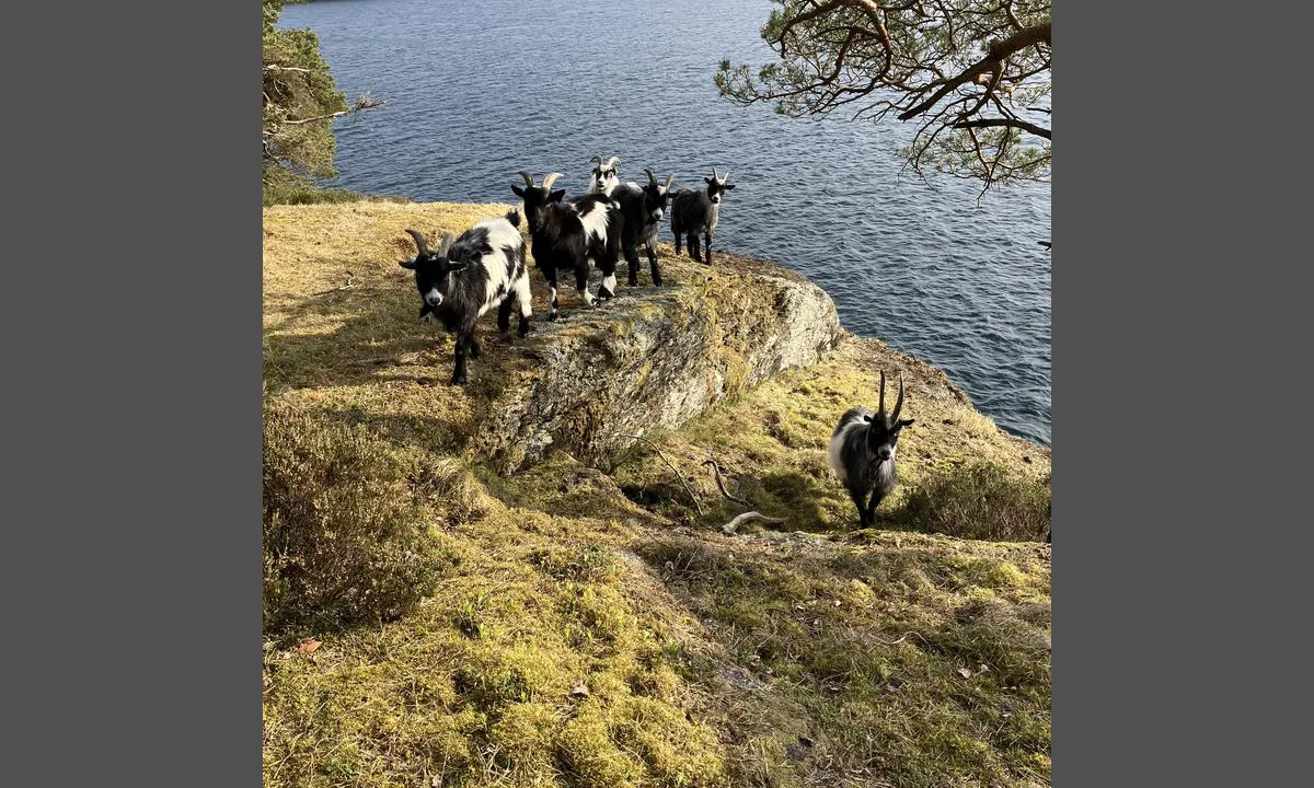 Svansholmen - Randøy Hjelmeland: {"base": "no", "no": "Geiter p\u00e5 \u00f8ya", "se": "Getter p\u00e5 \u00f6n", "en": "Goats on the island", "da": "Geder p\u00e5 \u00f8en"}