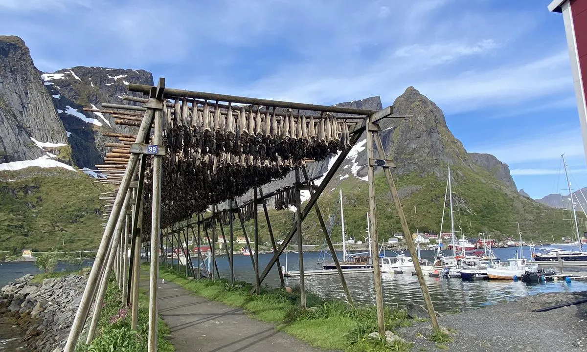 Reine Gjestehavn: {"base": "en", "no": "05.06.2024 sy Blue Lady", "se": "05.06.2024 sy Blue Lady", "en": "05.06.2024 sy Blue Lady", "da": "05.06.2024 sy Blue Lady"}