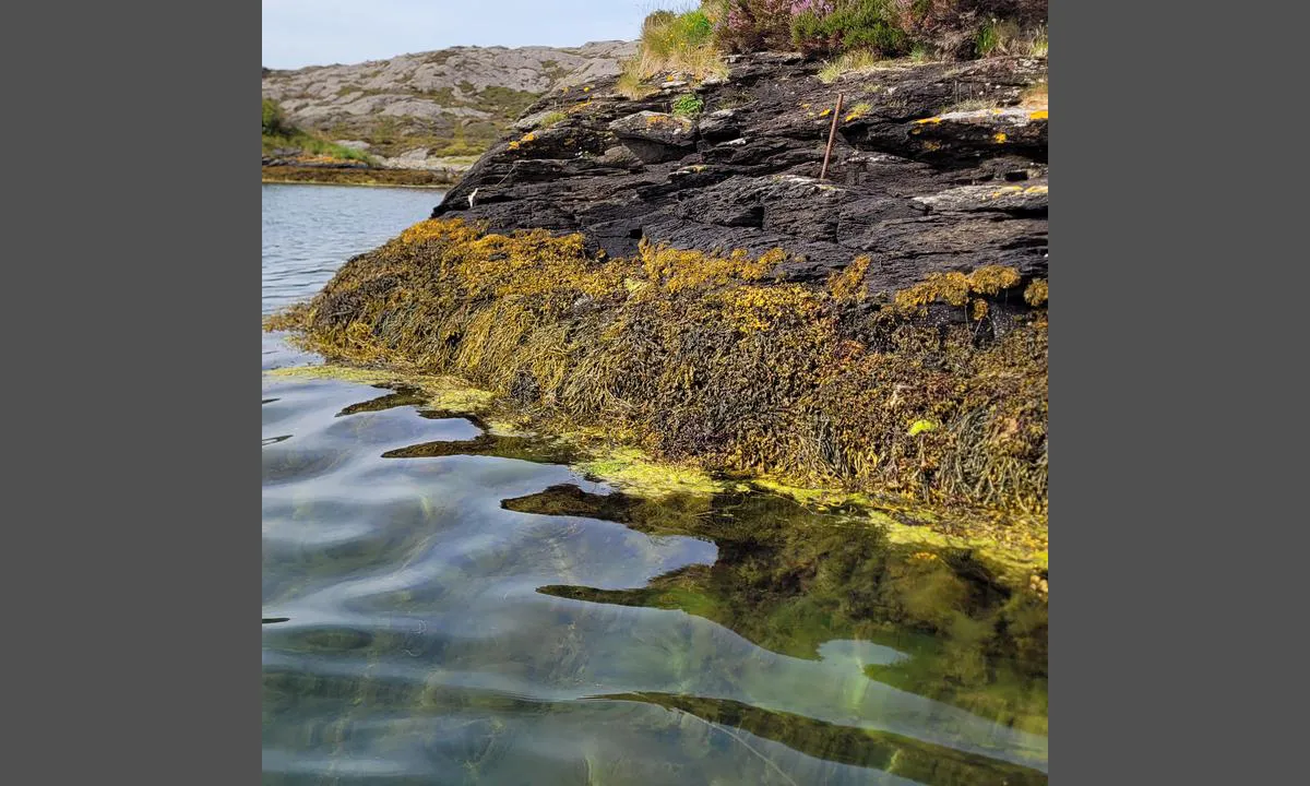 Roaldsfjorden: {"base": "no", "no": "Fort\u00f8yningsbolt. 45 grader berg ned til 2m dybde. 5m fra land er det 3m dybde som \u00f8ker til 5m midt i bukten.", "se": "F\u00f6rt\u00f6jningsbult. 45 grader berg ner till 2m djup. 5m fr\u00e5n land \u00e4r det 3m djup som \u00f6kar till 5m mitt i bukten.", "en": "Mooring bolt. 45 degrees rock slope down to 2m depth. 5m from shore the depth is 3m increasing to 5m in the middle of the bay.", "da": "Fort\u00f8jningsbolt. 45 grader klippe ned til 2m dybde. 5m fra land er der 3m dybde som \u00f8ger til 5m midt i bugten."}
