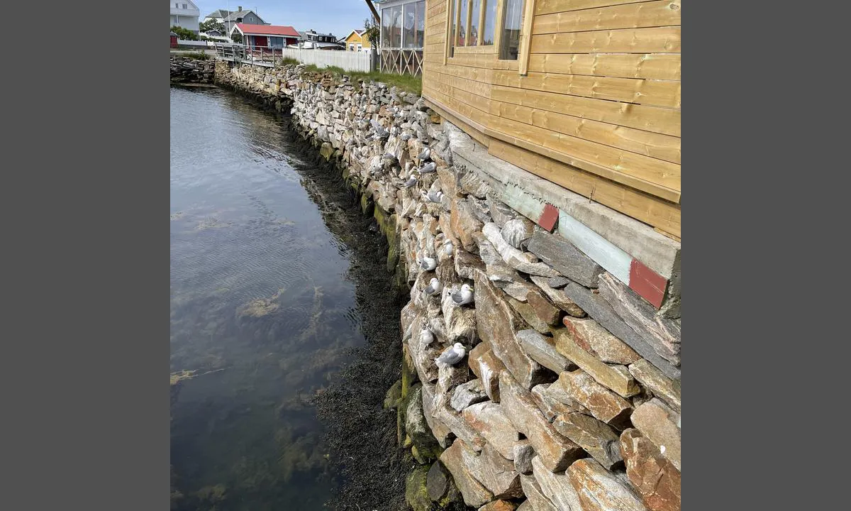 Røst: Fuglefjell i grunnmuren på pub´en..