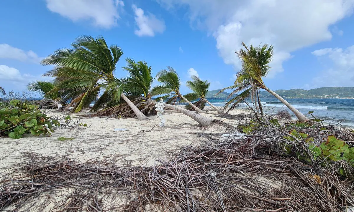 Sandy Island - Argyle: {"base": "en", "no": "Orkanen Berryl bl\u00e5ste over mange palmer", "se": "Orkanen Berryl v\u00e4lte m\u00e5nga palmer", "en": "Hurrican Berryl pushed a lot of palmtrees over", "da": "Orkanen Berryl v\u00e6ltede mange palmetr\u00e6er"}