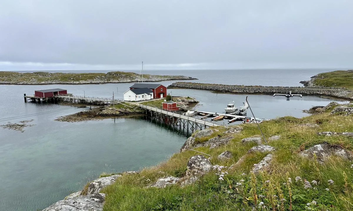 Sauøya
