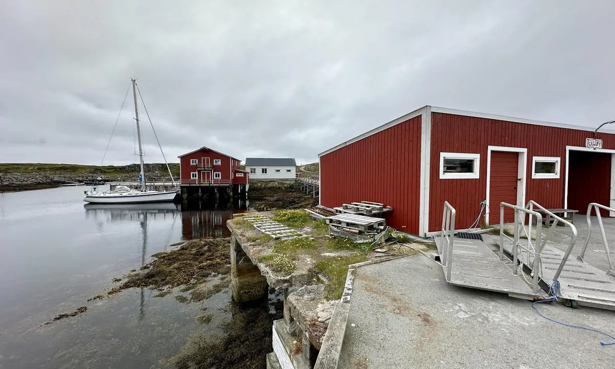 Sauøya