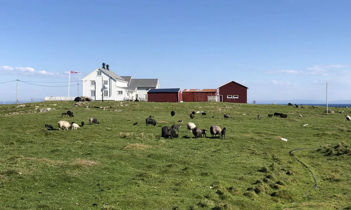 Sauøya: {"base": "no", "no": "P\u00e5 Sau\u00f8ya er det fortsatt mange sau.", "se": "P\u00e5 Sau\u00f8ya finns det fortfarande m\u00e5nga f\u00e5r.", "en": "There are still many sheep on Sau\u00f8ya.", "da": "P\u00e5 Sau\u00f8ya er der stadig mange f\u00e5r."}