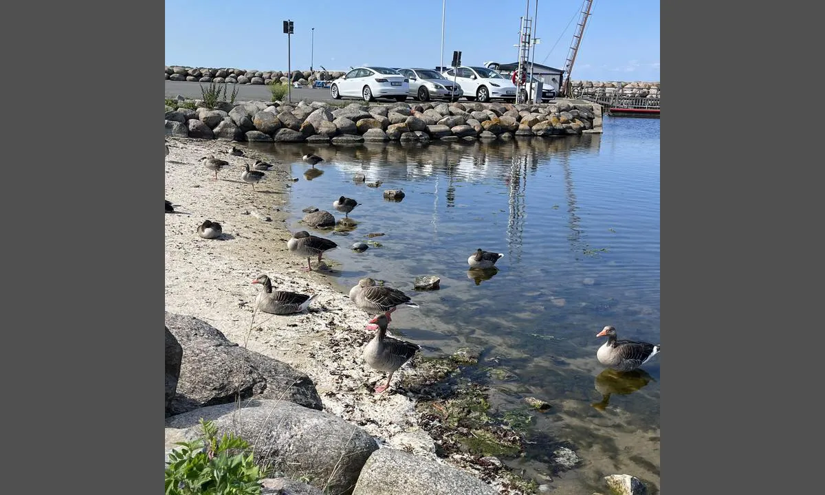 Simrishamn: {"base": "no", "no": "Rikt dyreliv overalt, dette er innerst i havna.", "se": "Rikt djurliv \u00f6verallt, detta \u00e4r innerst i hamnen.", "en": "Rich wildlife everywhere, this is the innermost part of the harbor.", "da": "Rigt dyreliv overalt, detta \u00e4r inderst i havnen."}