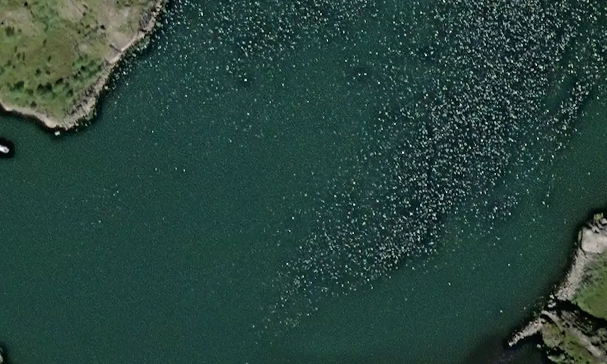 Satelite image of Skipshamna