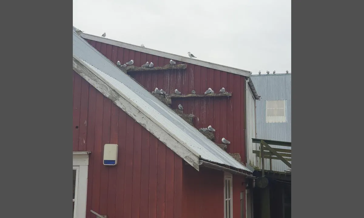 Sør-Gjæslingan - Nakken