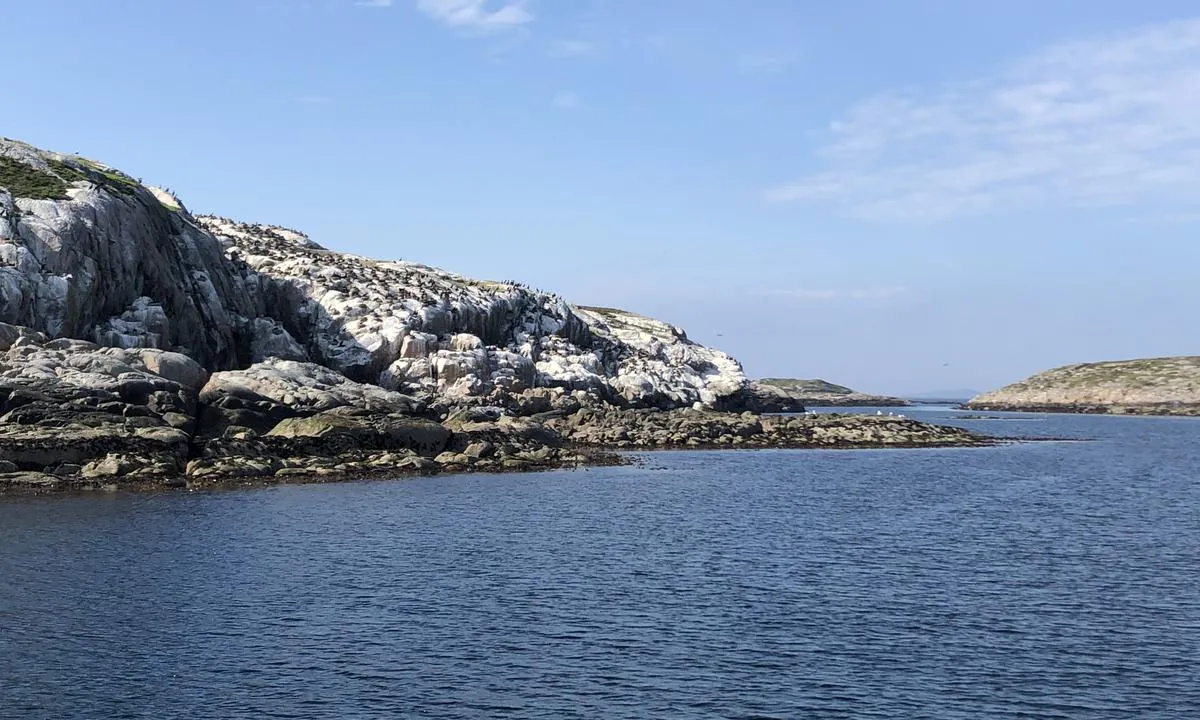 Sørøyan - Flatholmen: {"base": "no", "no": "P\u00e5 en av holmene litt sydvest for ankringsplassen sitter det tusenvis av skarv.", "se": "P\u00e5 en av holmarna lite sydv\u00e4st om ankringsplatsen sitter det tusentals skarvar.", "en": "On one of the islets a little southwest of the anchorage, thousands of cormorants are perched.", "da": "P\u00e5 en af holmene lidt sydvest for ankerpladsen sidder der tusindvis af skarver."}