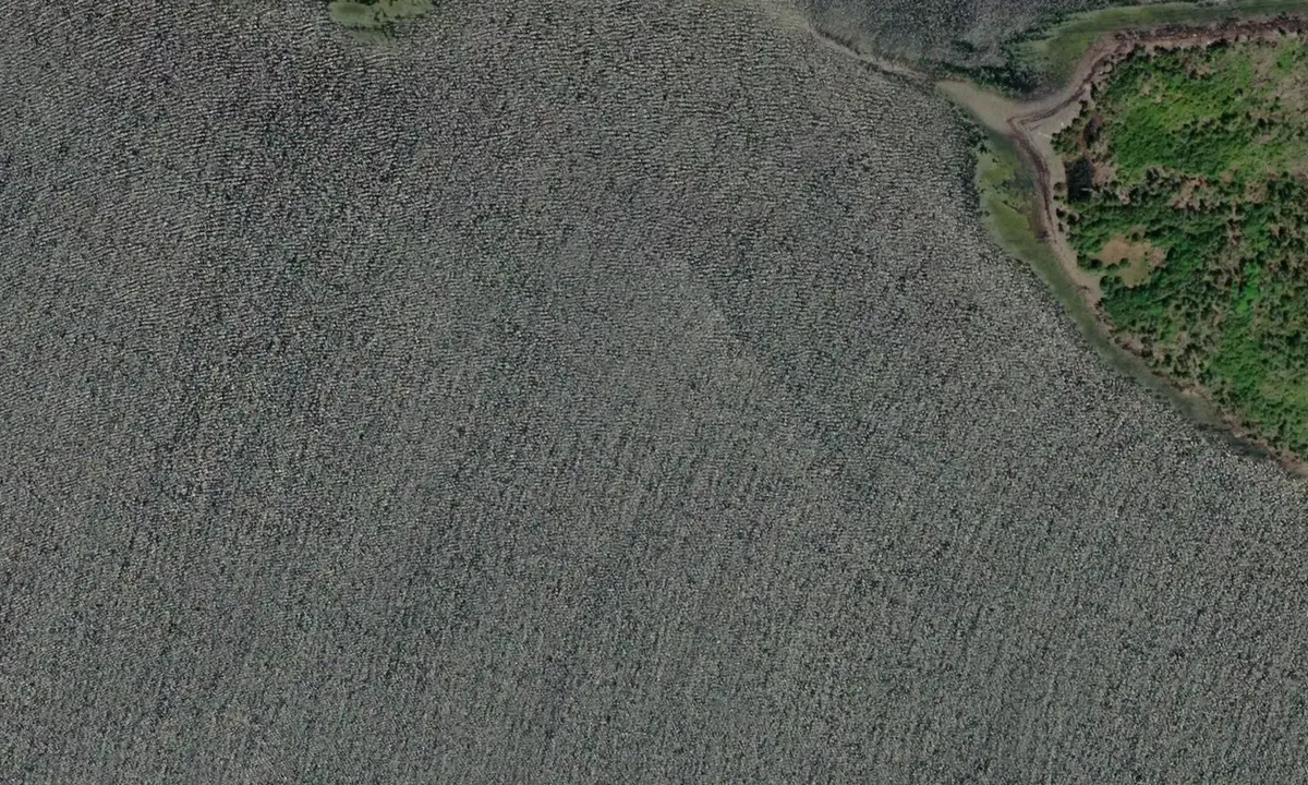 Satelite image of Spectacle Island