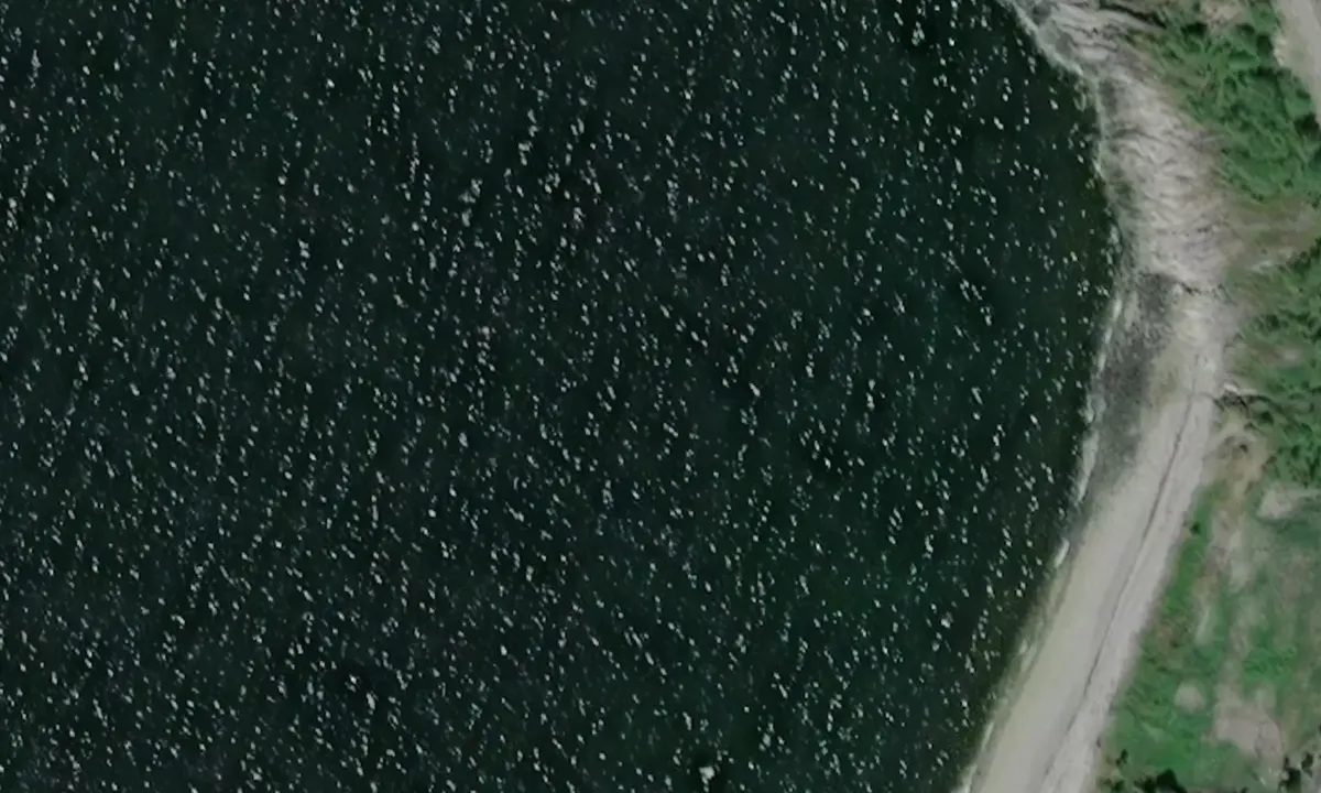 Satelite image of Steikbukta 