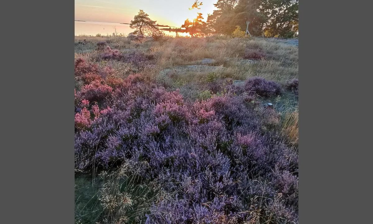 Pilgrimsleden fortsätter över Stenstaka, fina leder att vandra.