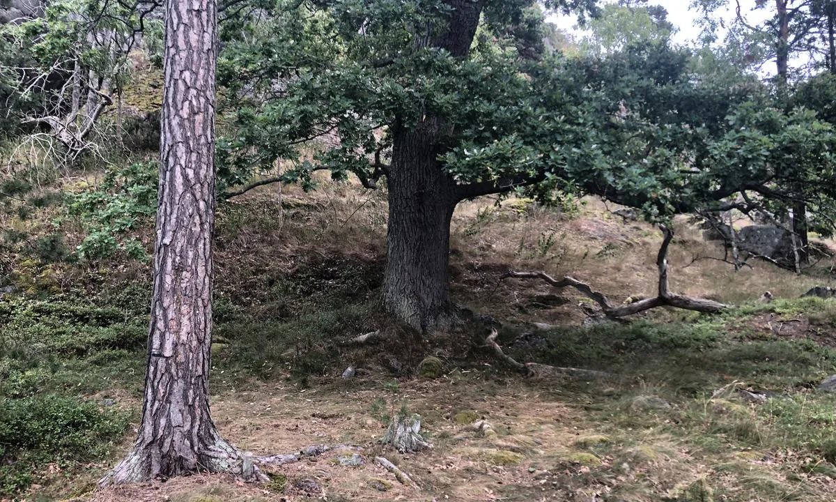 Under a large oak you find one of the few flat places that makes a good campsite on Stora Korpmaren.