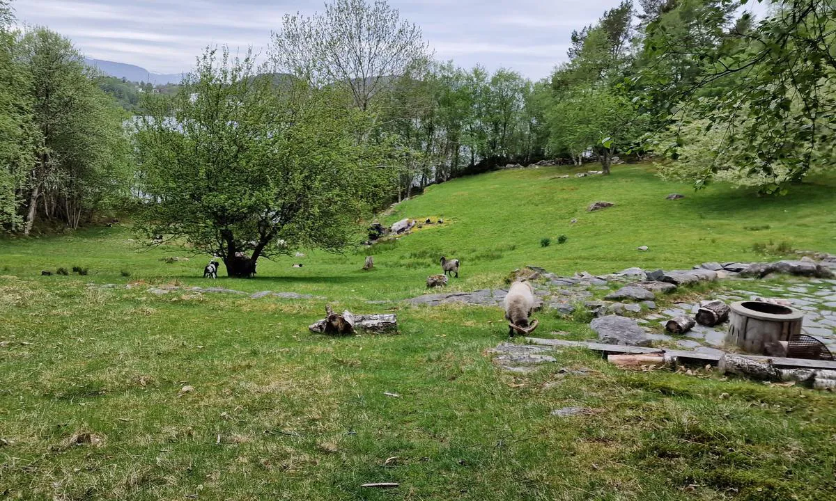 Svinøya friluftsområde - sør: {"base": "no", "no": "Grillplassen, midt p\u00e5 \u00f8ya.", "se": "Grillplatsen, mitt p\u00e5 \u00f6n.", "en": "The barbecue area, in the middle of the island.", "da": "Grillpladsen, midt p\u00e5 \u00f8en."}