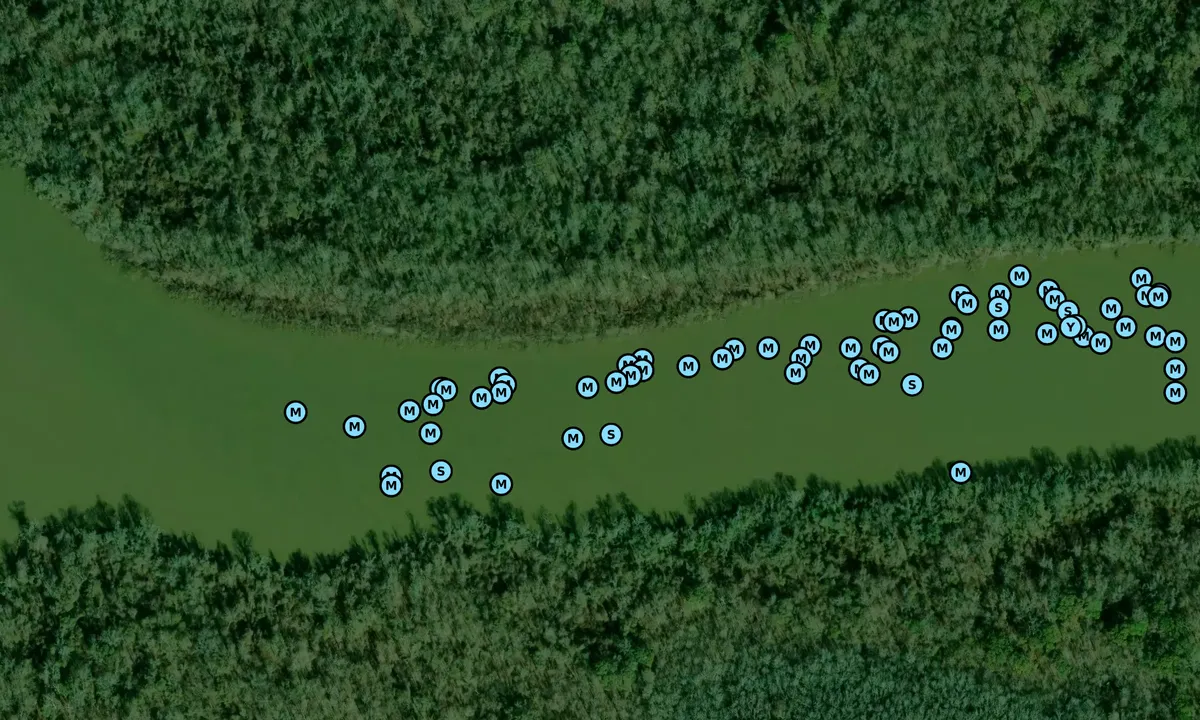 Satelite image of Tensas River
