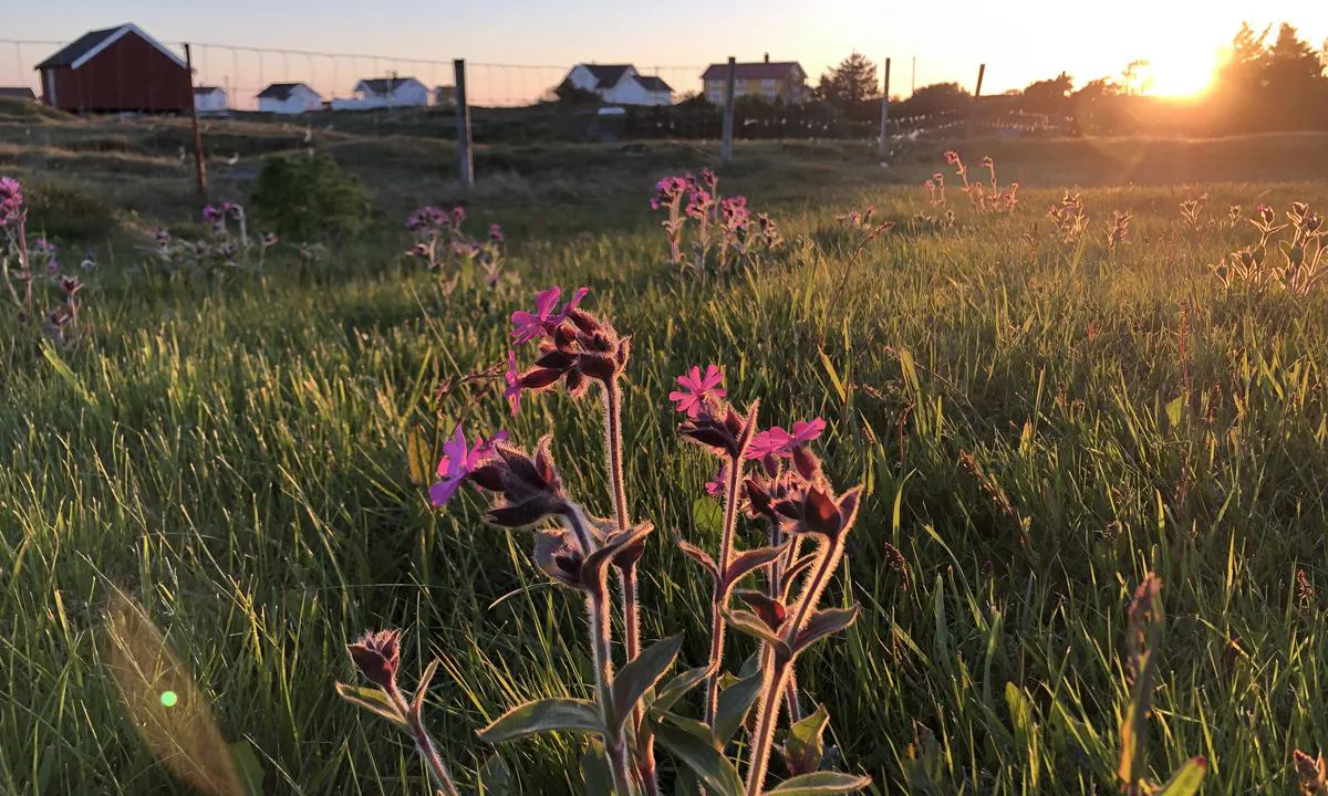 {"base": "no", "no": "Det er typisk kystflora p\u00e5 Titran.", "se": "Det \u00e4r typisk kustflora p\u00e5 Titran.", "en": "There is typical coastal flora at Titran.", "da": "Der er typisk kystflora p\u00e5 Titran."}