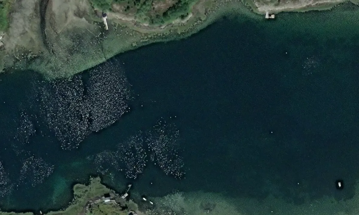 Satelite image of Tømmervågen