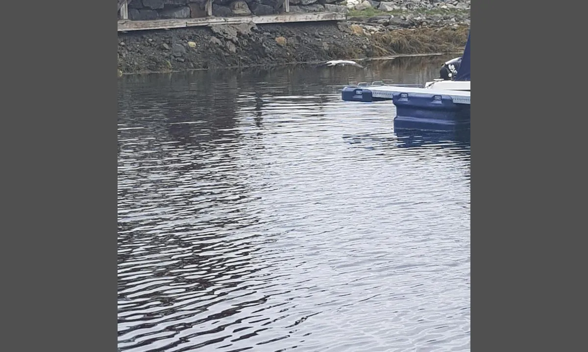 Tornes Småbåthavn: {"base": "no", "no": "Noe smalt i 90 graders sving mot dieselfylling. V\u00e6r obs p\u00e5 vind.", "se": "N\u00e5got smalt i 90 graders sv\u00e4ng mot dieselfyllning. Var uppm\u00e4rksam p\u00e5 vind.", "en": "Somewhat narrow in a 90-degree turn towards diesel filling. Be aware of the wind.", "da": "Noget smalt i 90 graders sving mod dieselfyldning. V\u00e6r obs p\u00e5 vind."}