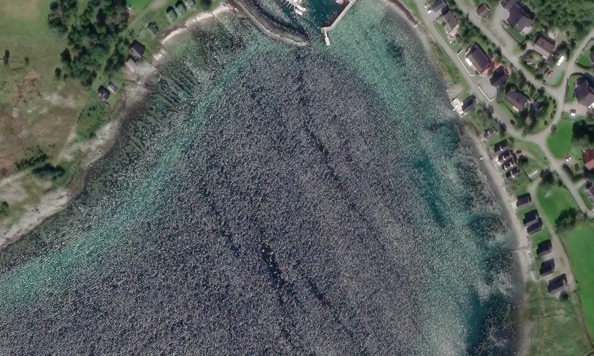 Satelite image of Trælnesvika
