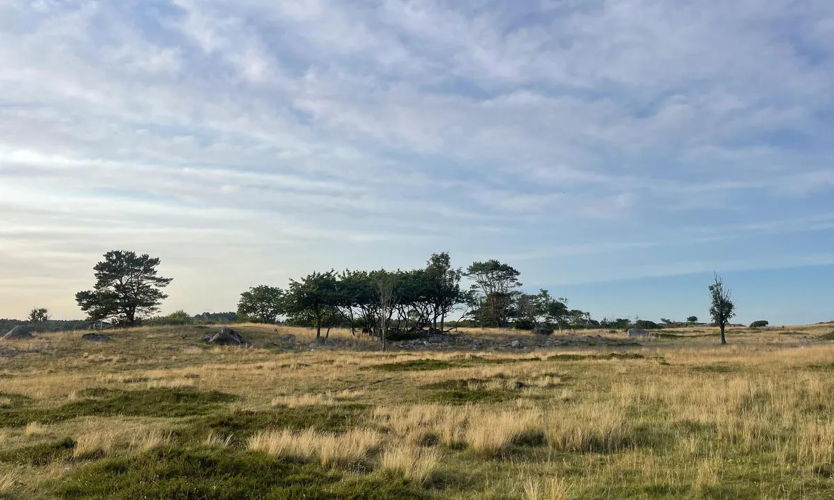 Tromlingene: {"base": "no", "no": "Veldig spesiell og fin natur p\u00e5 Tromlingane. Nesten som ei afrikansk savanne.", "se": "Mycket speciell och fin natur p\u00e5 Tromlingane. N\u00e4stan som en afrikansk savann.", "en": "Very unique and beautiful nature at Tromlingane. Almost like an African savannah.", "da": "Meget speciel og flot natur ved Tromlingane. N\u00e6sten som en afrikansk savanne."}